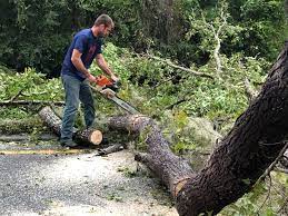 How Our Tree Care Process Works  in  Monroe, LA